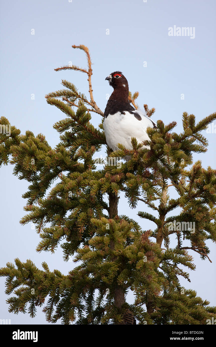 Male Willow ptarmigan sitting in Spruce tree with plumage beginning to turn from white to its summer colors, Interior Alaska Stock Photo