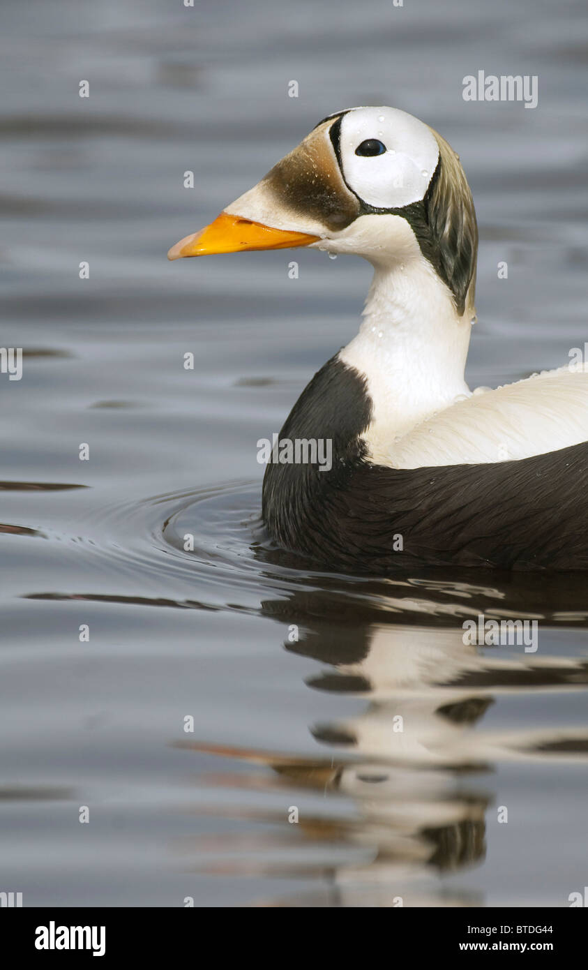 Endangered Spectacled Eider drake swims on a pond in Deadhorse, Arctic