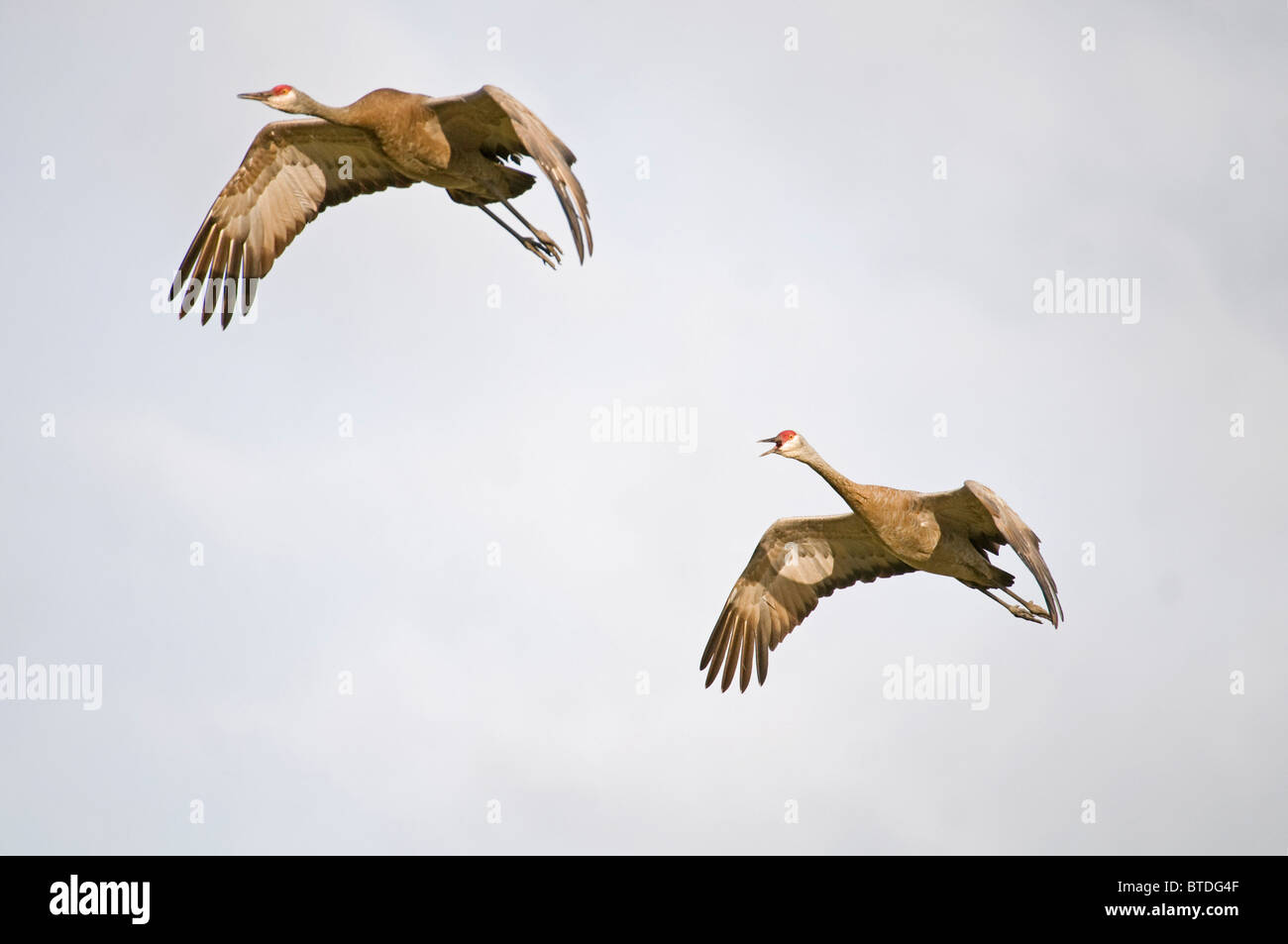 Two Lesser Sandhill Cranes in flight over Creamer's Field, Fairbanks, Alaska, Summer, Digitally altered Stock Photo