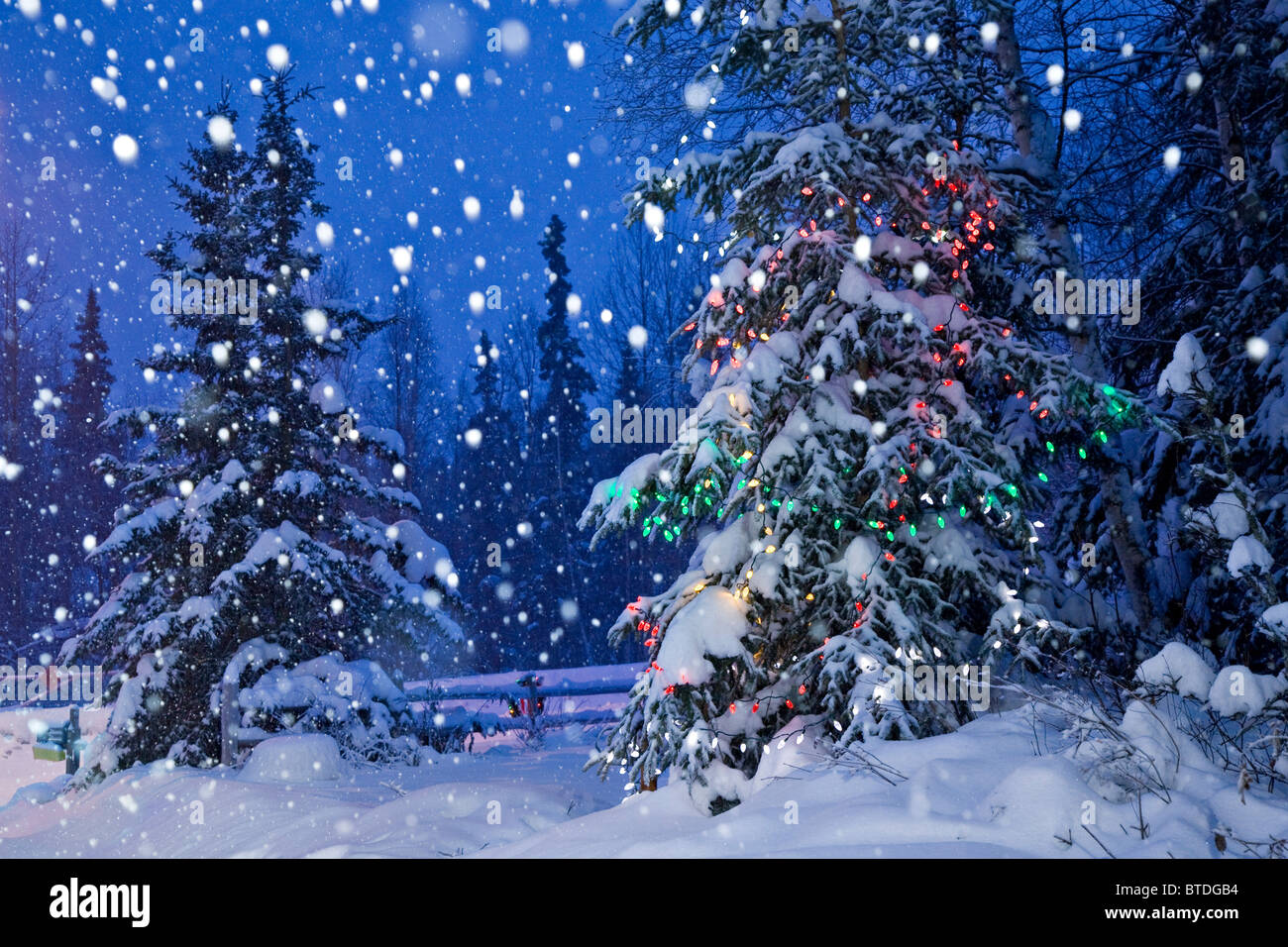 Snow Falling On Christmas Trees