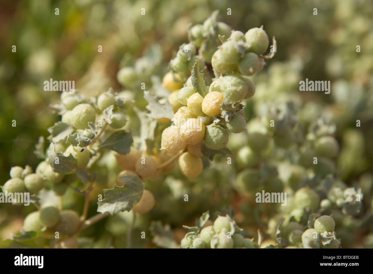 Wild flowers grow in the South Australian outback near the town of