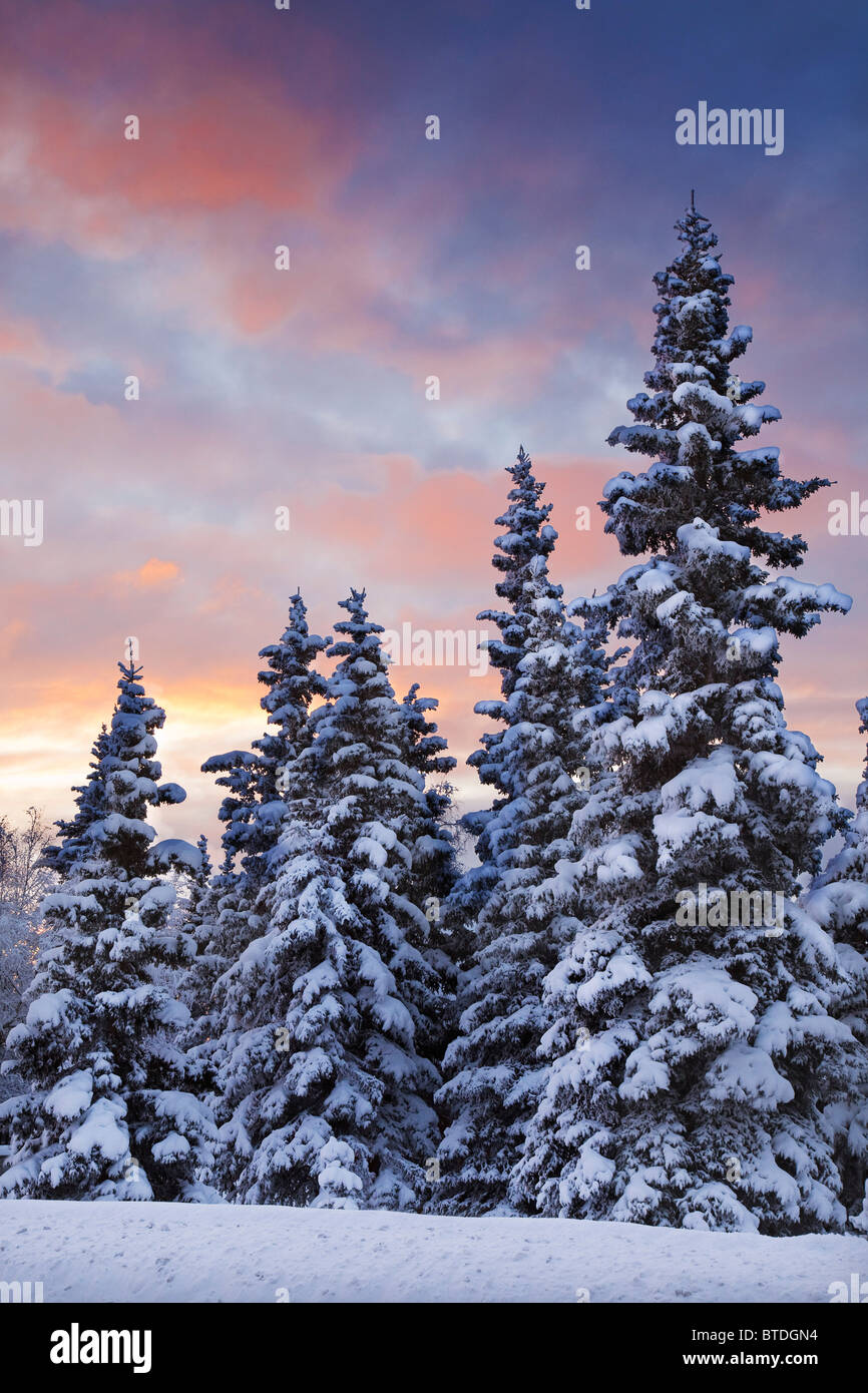 View of snow covered spruce trees in a rural area of Anchorage at sunset, Southcentral Alaska, Winter Stock Photo