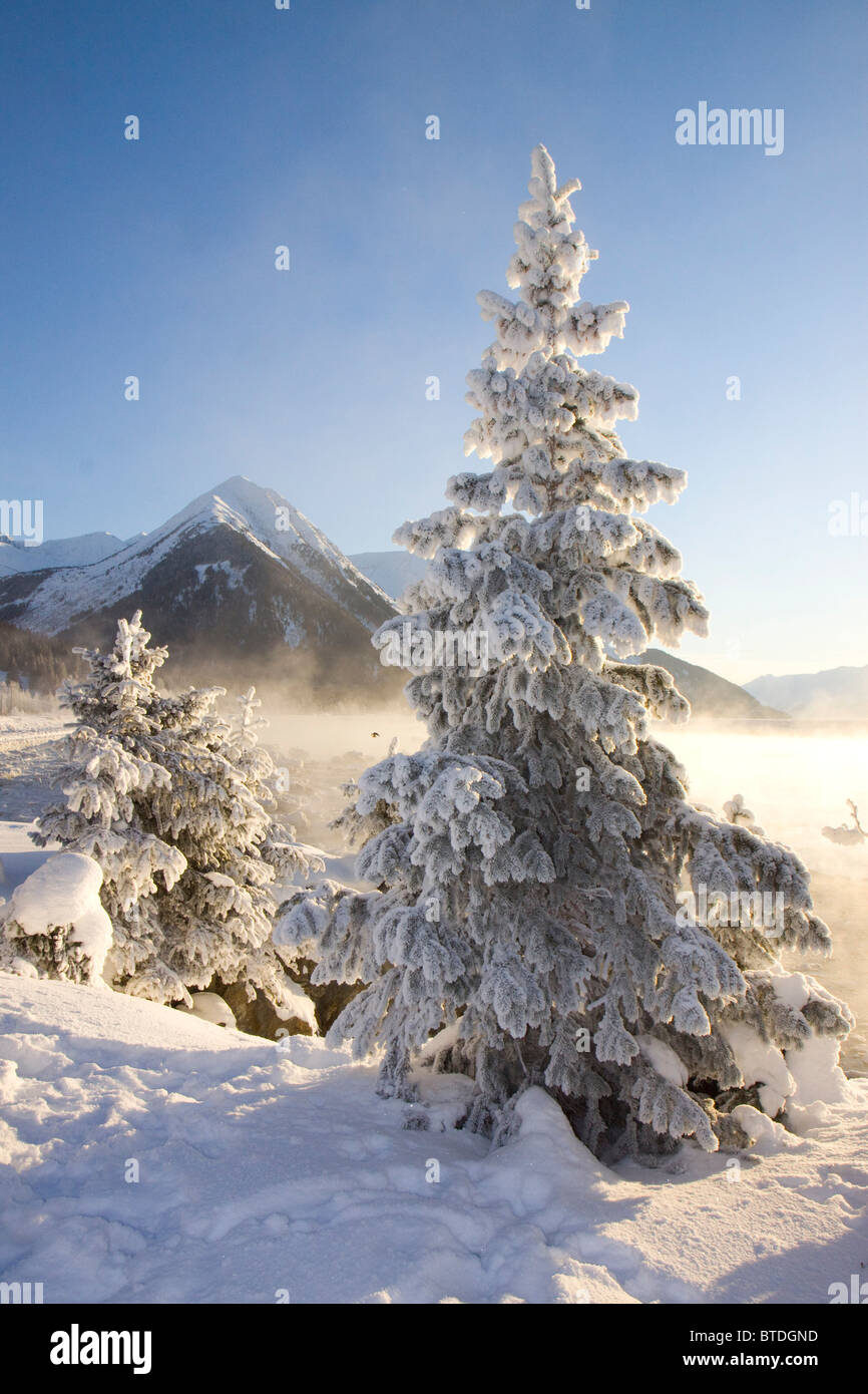 Hoar-frost covered Spruce trees on shore of Turnagain Arm during Winter in Southcentral Alaska Stock Photo
