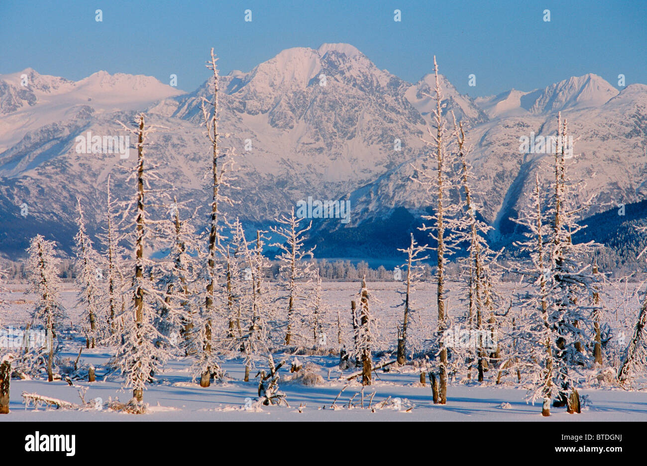 Hoarfrosted dead trees in a frozen pond along the Seward Highway, remnants of the 1964 earthquake saltwater infusion, Alaska Stock Photo