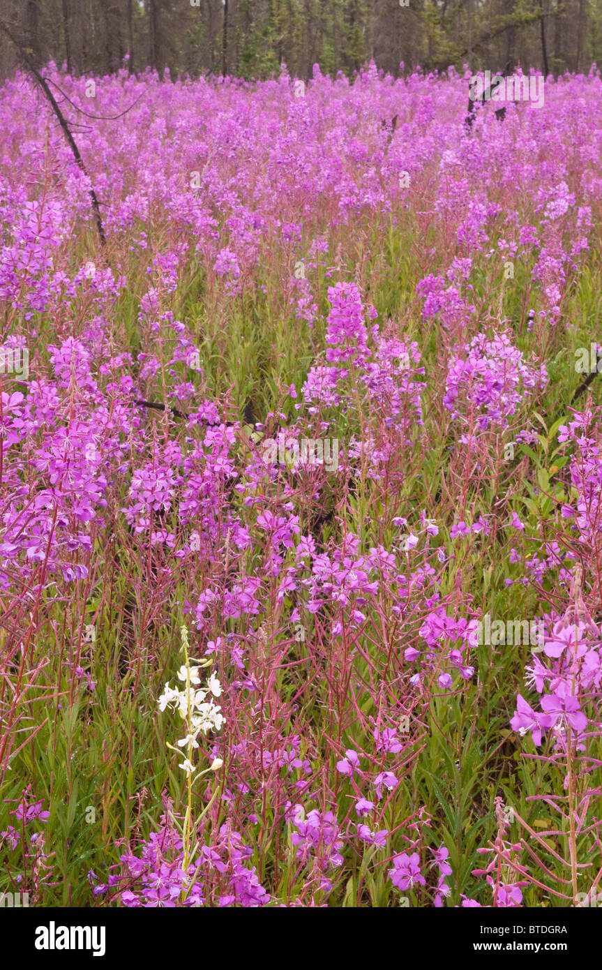 Albino fireweed hi-res stock photography and images - Alamy