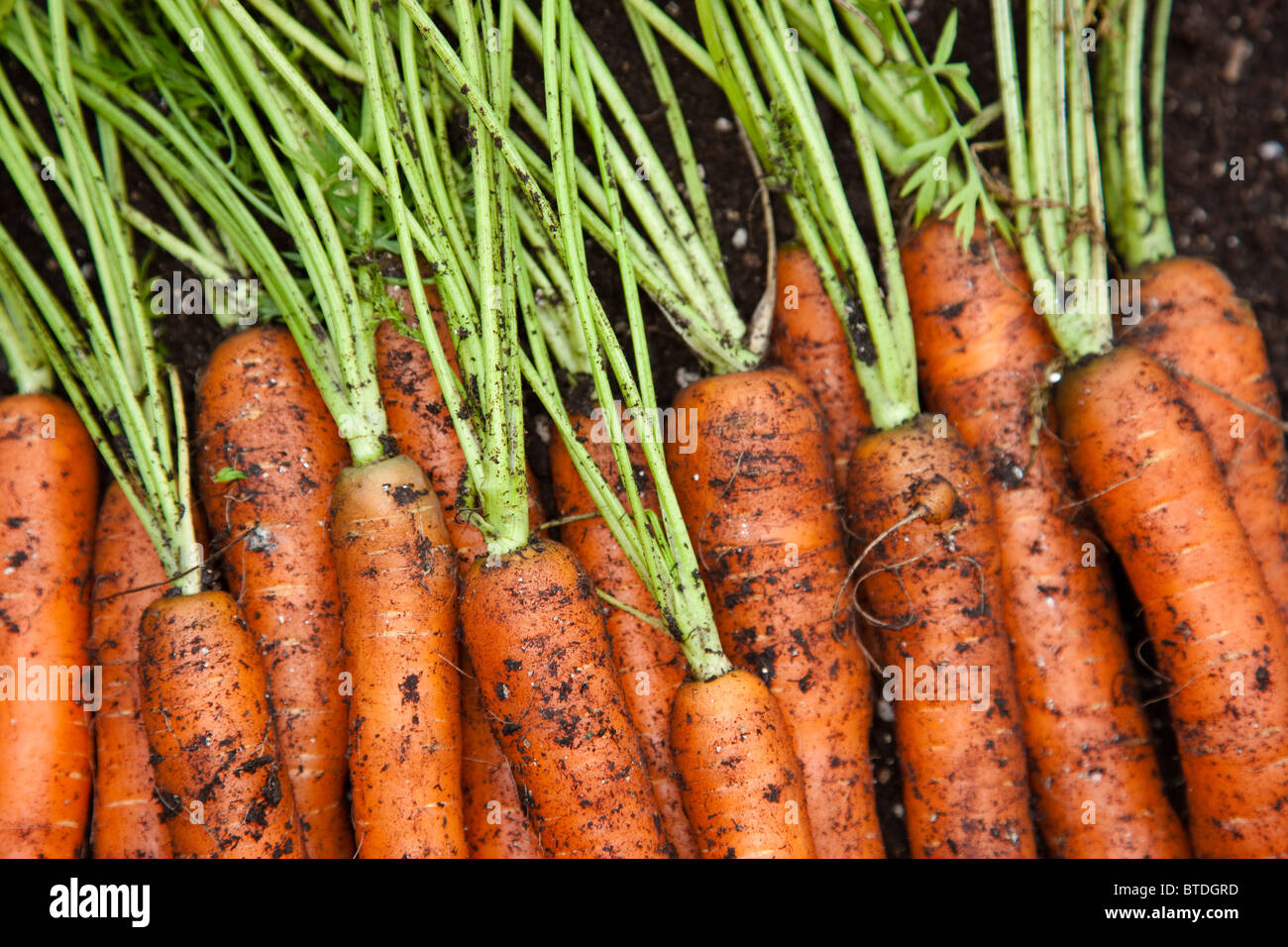 Close up of fresh picked home grown organic carrots, Anchorage, Southcentral Alaska Stock Photo