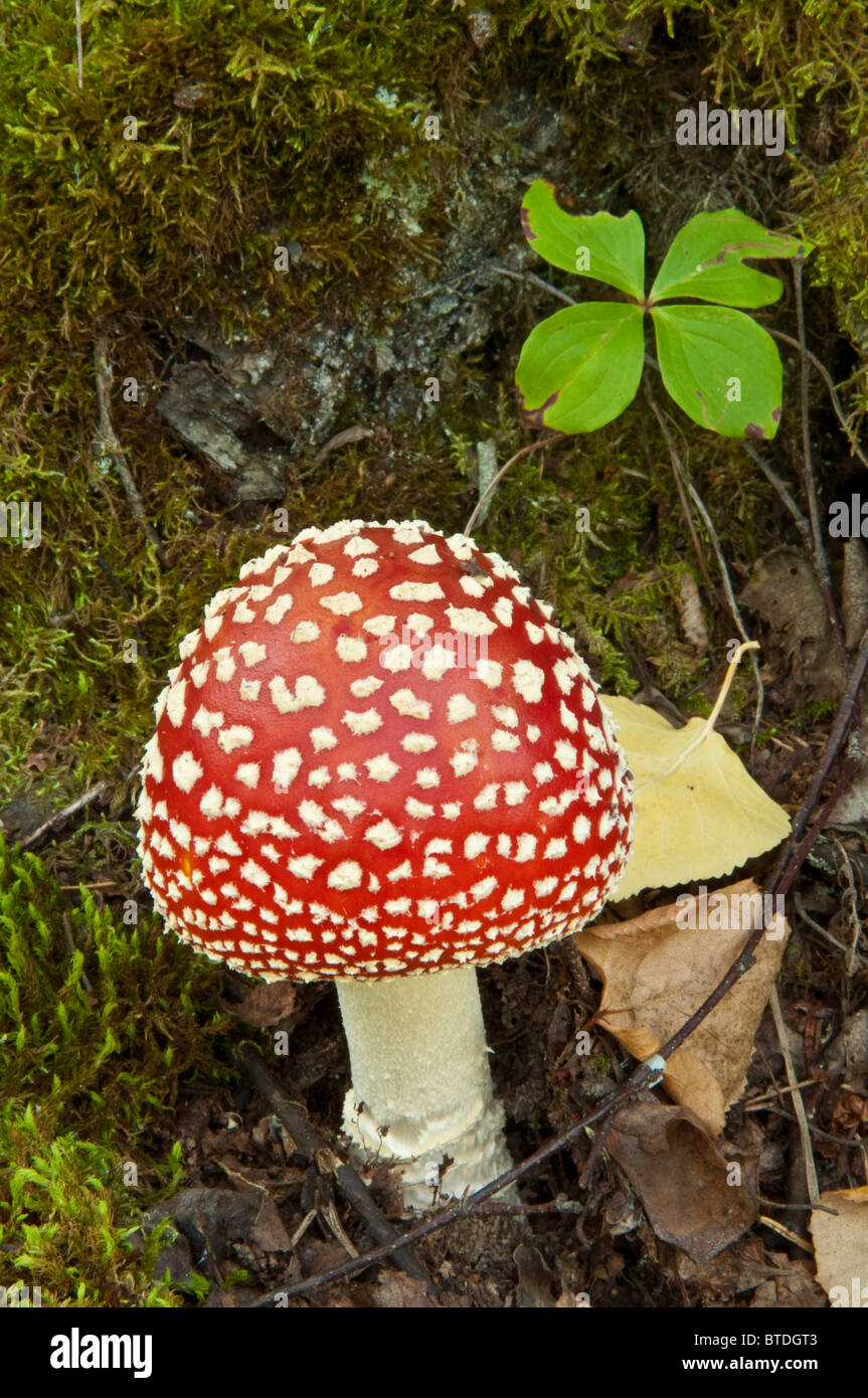 Close up of a Fly Agaric mushroom in the forest understory near Thunderbird Falls, Chugach State Park, Alaska, Autumn Stock Photo