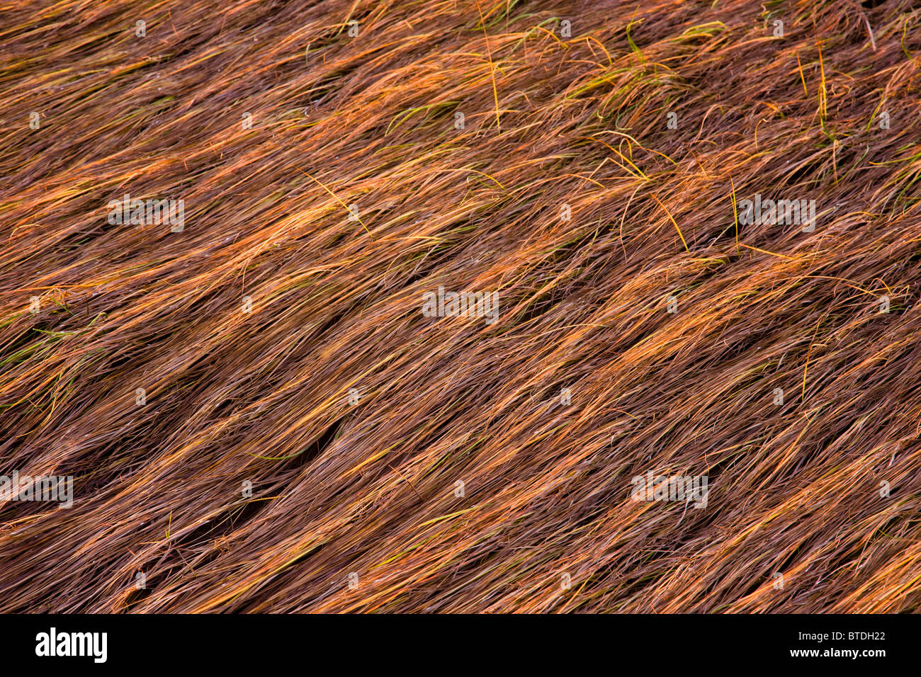 Close up of grass along the Tony Knowles Coastal Trail at sunset light during Fall, Anchorage, Southcentral Alaska Stock Photo