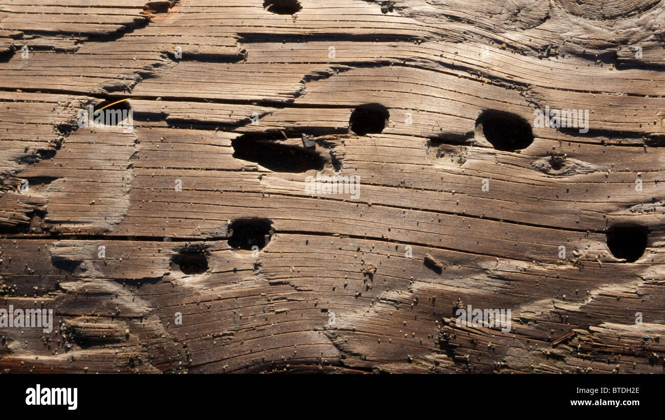 Close up of worm holes in driftwood, USA Stock Photo Alamy