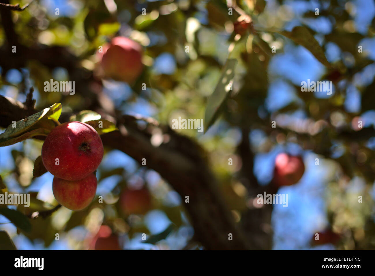 Apples on a tree Stock Photo - Alamy