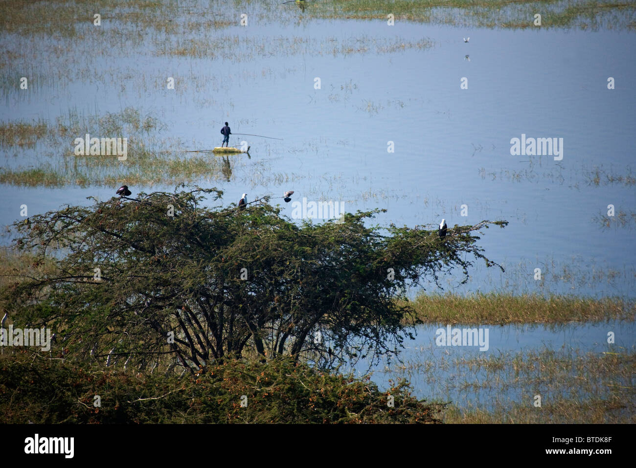 A scenic view of Lake Awassa with a fisherman on papyrus raft and fish eagles perched on a tree in the foreground Stock Photo