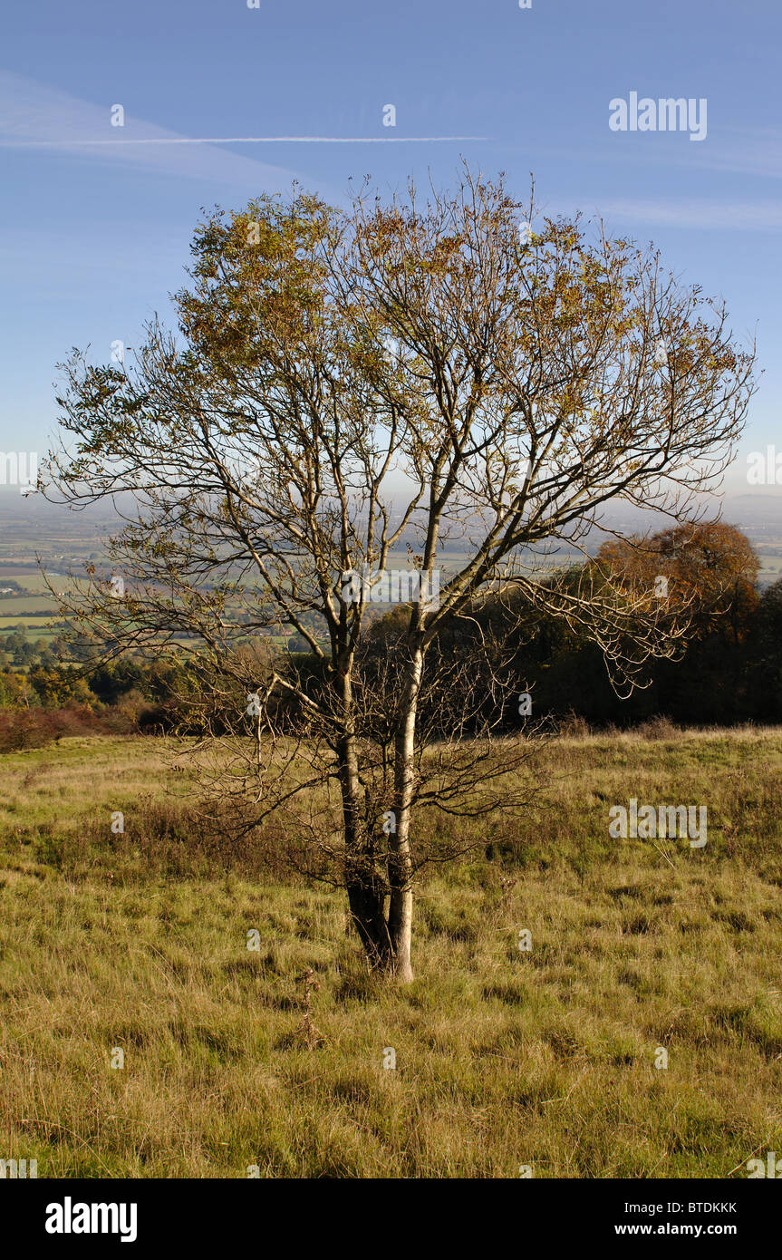 Ash tree in autumn on Bredon Hill, Worcestershire, England, UK Stock Photo