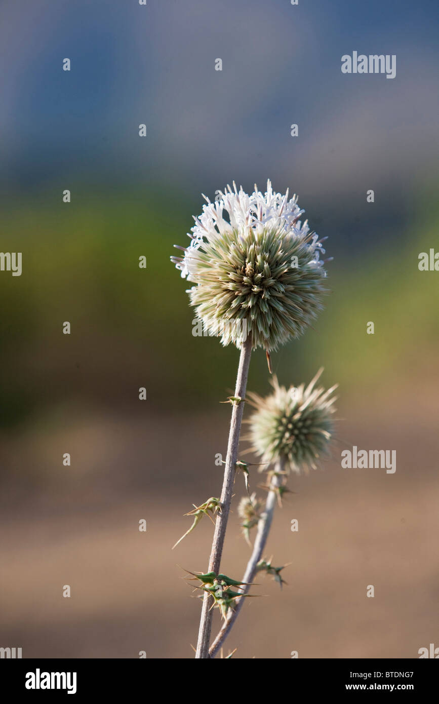 A thistle like seed head with delicate mauve white flowers Stock Photo