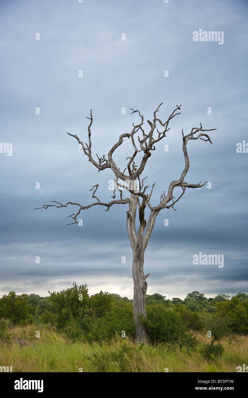 Leafless tree hi-res stock photography and images - Alamy