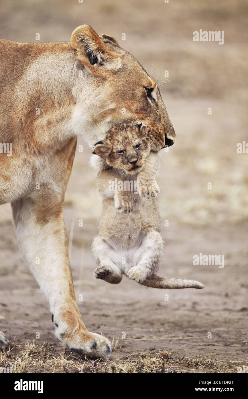 Lioness carrying cub.Will frequently move young cubs in order to prevent an accumulation of scent. Masai Mara National Reserve. Stock Photo