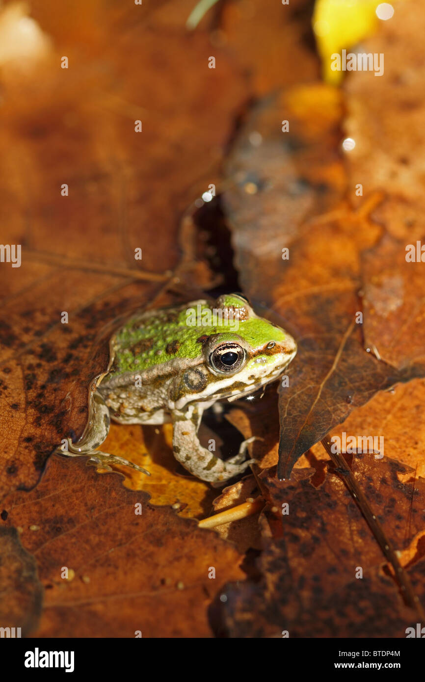 Marsh Frog (Rana ridibunda) Stock Photo