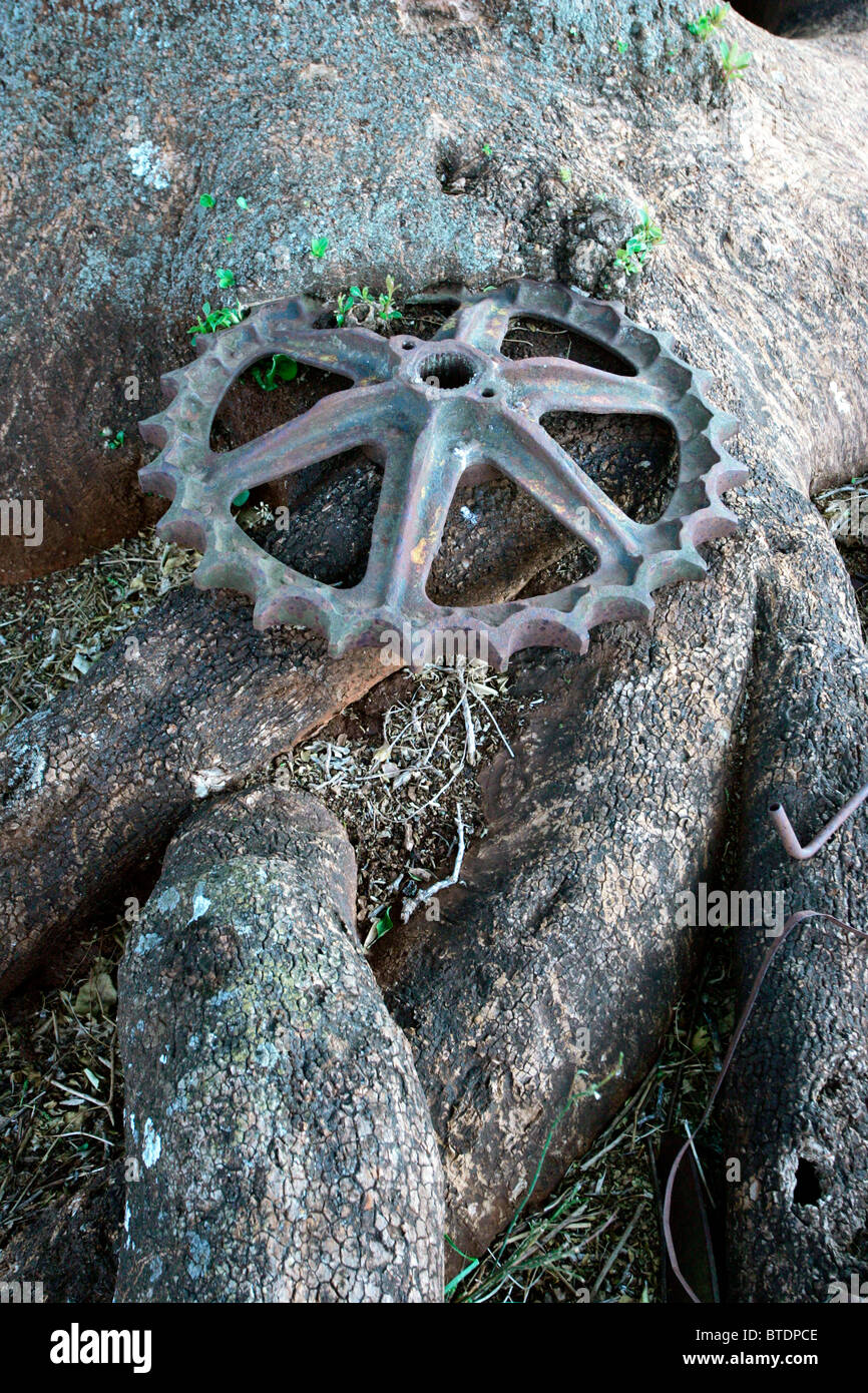 An old metal cog embedded in the bark at the base of a tree Stock Photo