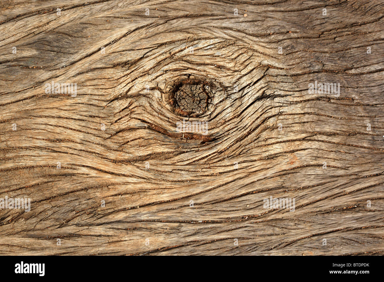 A close up of tree bark showing a knot in the bark Stock Photo