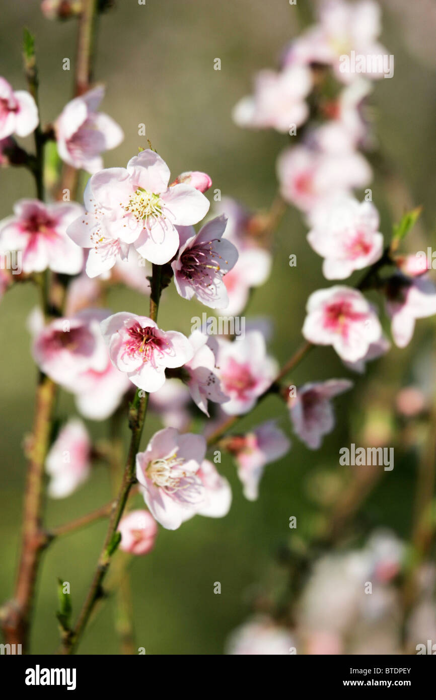 Cherry blossoms in full bloom Stock Photo - Alamy