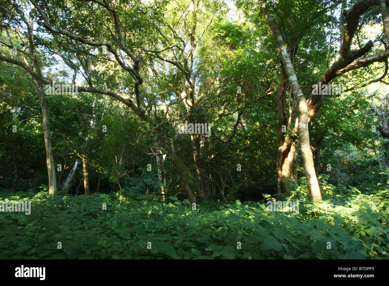 Coastal forest hi-res stock photography and images - Alamy