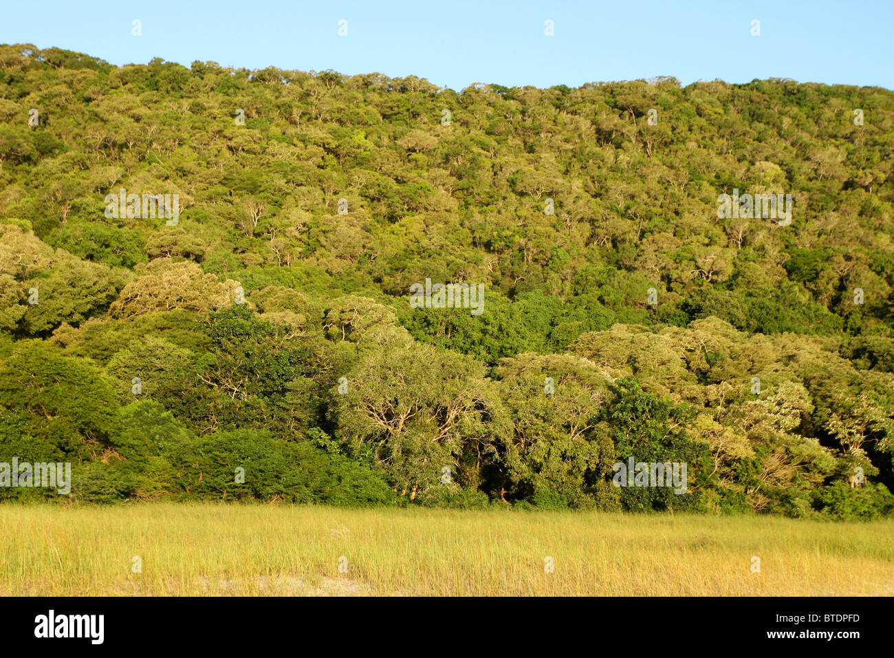 Scenic view of dense coastal forest Stock Photo