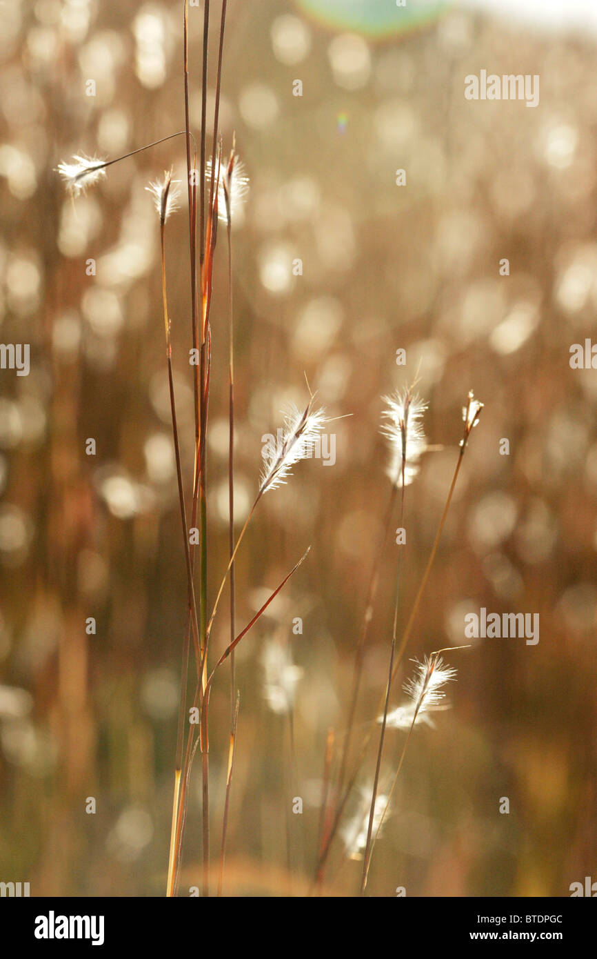 Grass stalks with feathery seed heads Stock Photo