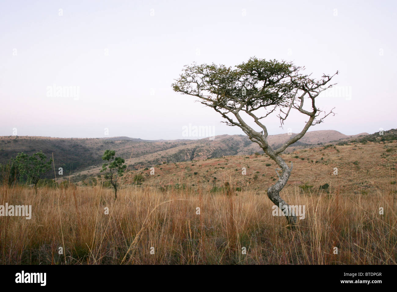 African savannah landscape tree hi-res stock photography and images - Alamy