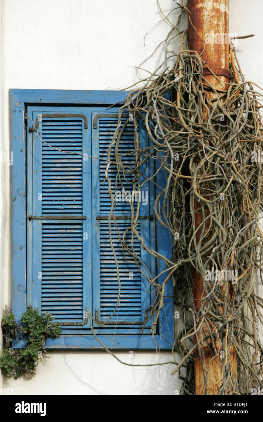 Blue window shutter next to a rusted down pipe entwined with vine stems Stock Photo