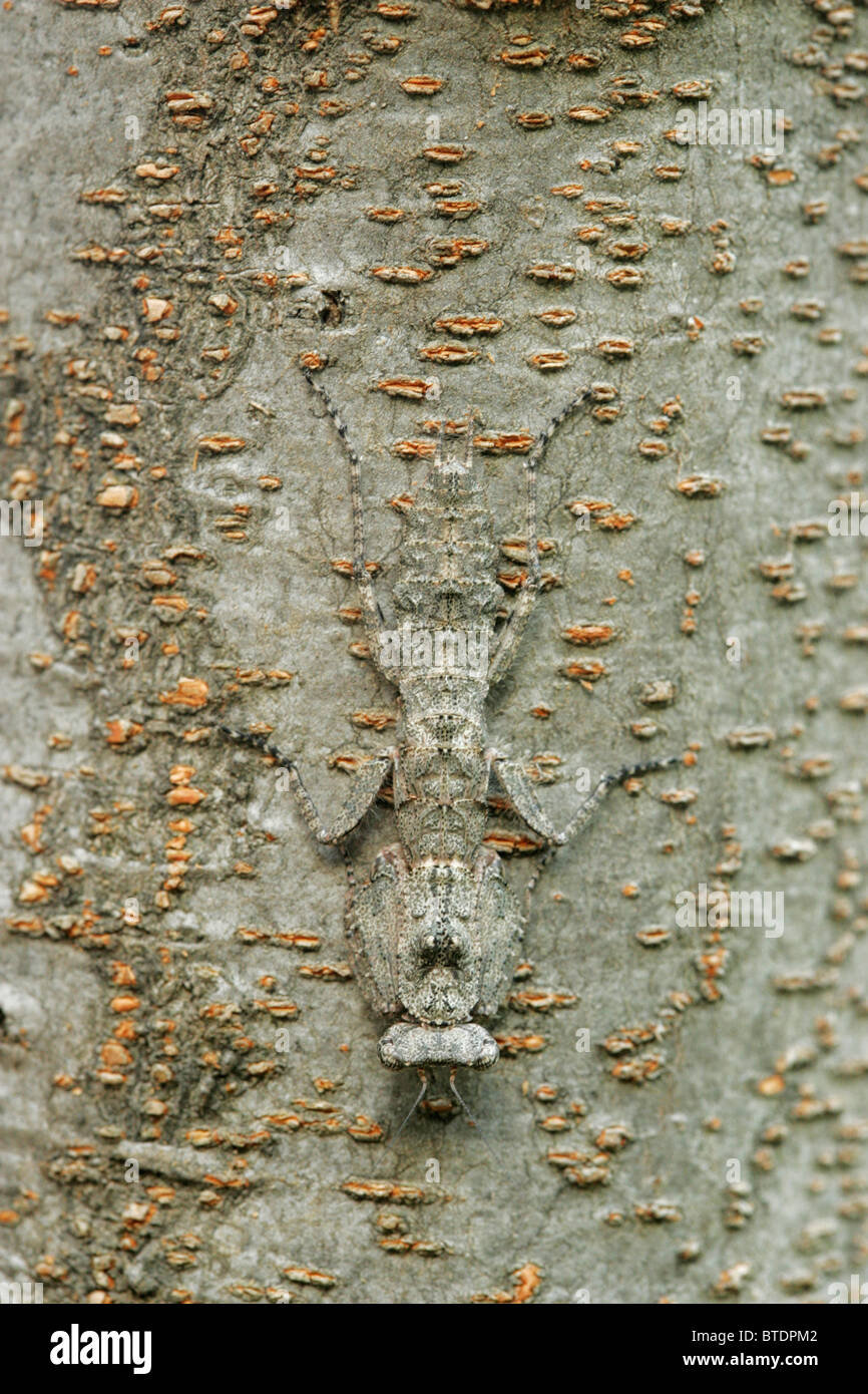 Tree bark with an insect camouflaged on it Stock Photo