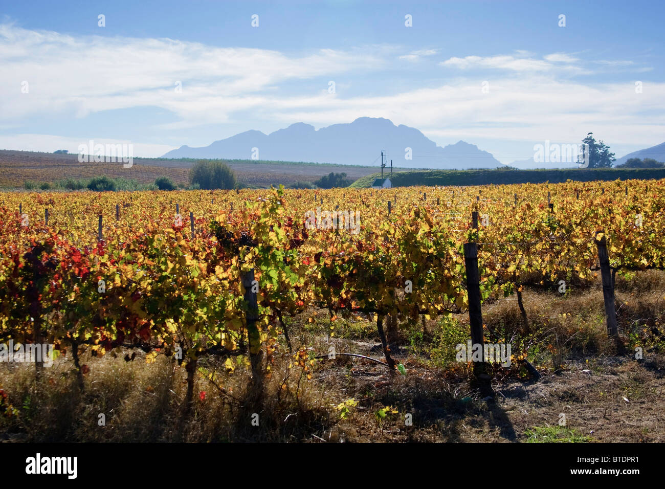 The rich colours of the vineyards during Autumn Stock Photo