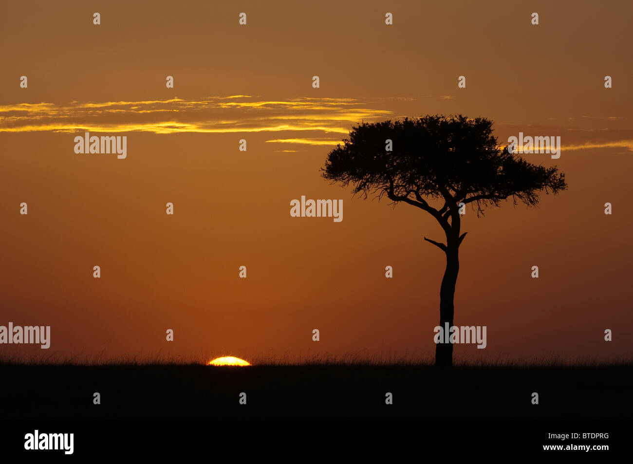 A solitary Balanites tree on the plains of the Maasai Mara at sunrise. Stock Photo