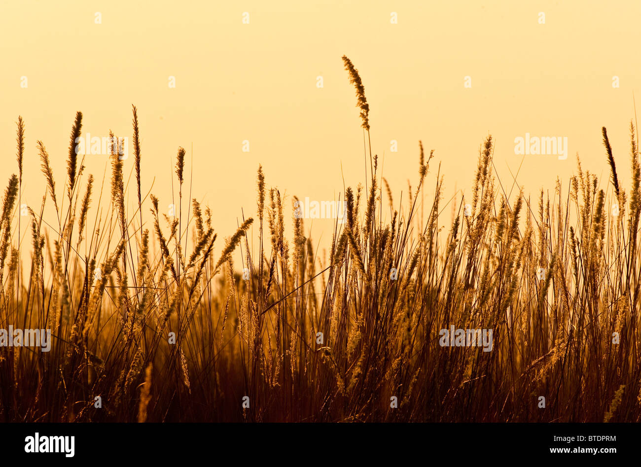 Feathery tufts of grass glow golden at sunrise Stock Photo