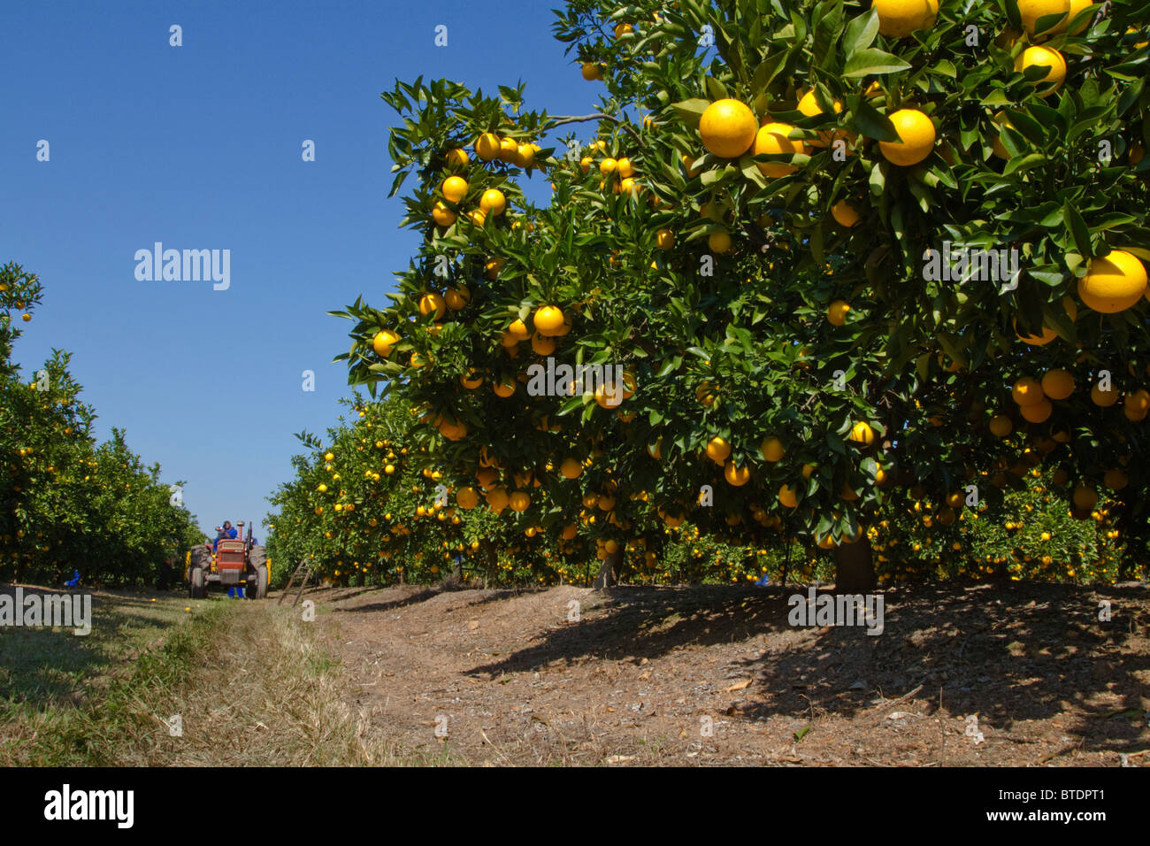 Oranges (Citrus sinensis) hanging on trees in a citrus orchard Stock Photo