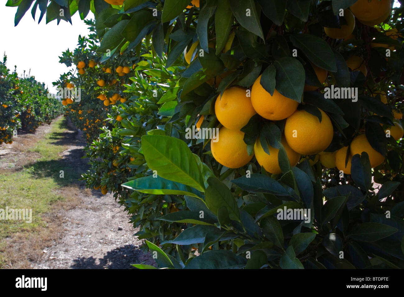 Clusters of oranges (Citrus sinensis) hanging from trees in an orchard Stock Photo