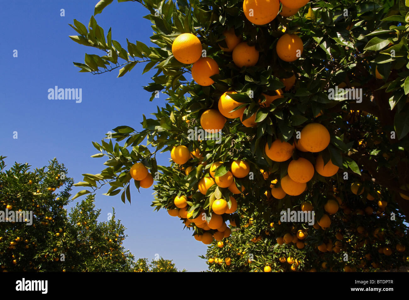 Oranges (Citrus sinensis) hanging from trees Stock Photo