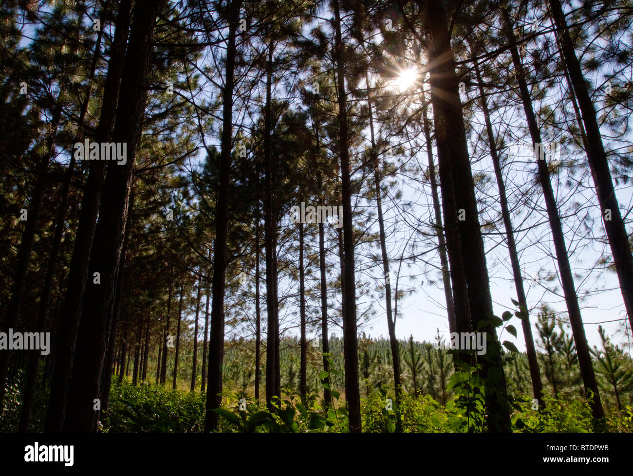 View from inside a pine plantation showing the sun filtering through tops of tall Pine trees Stock Photo