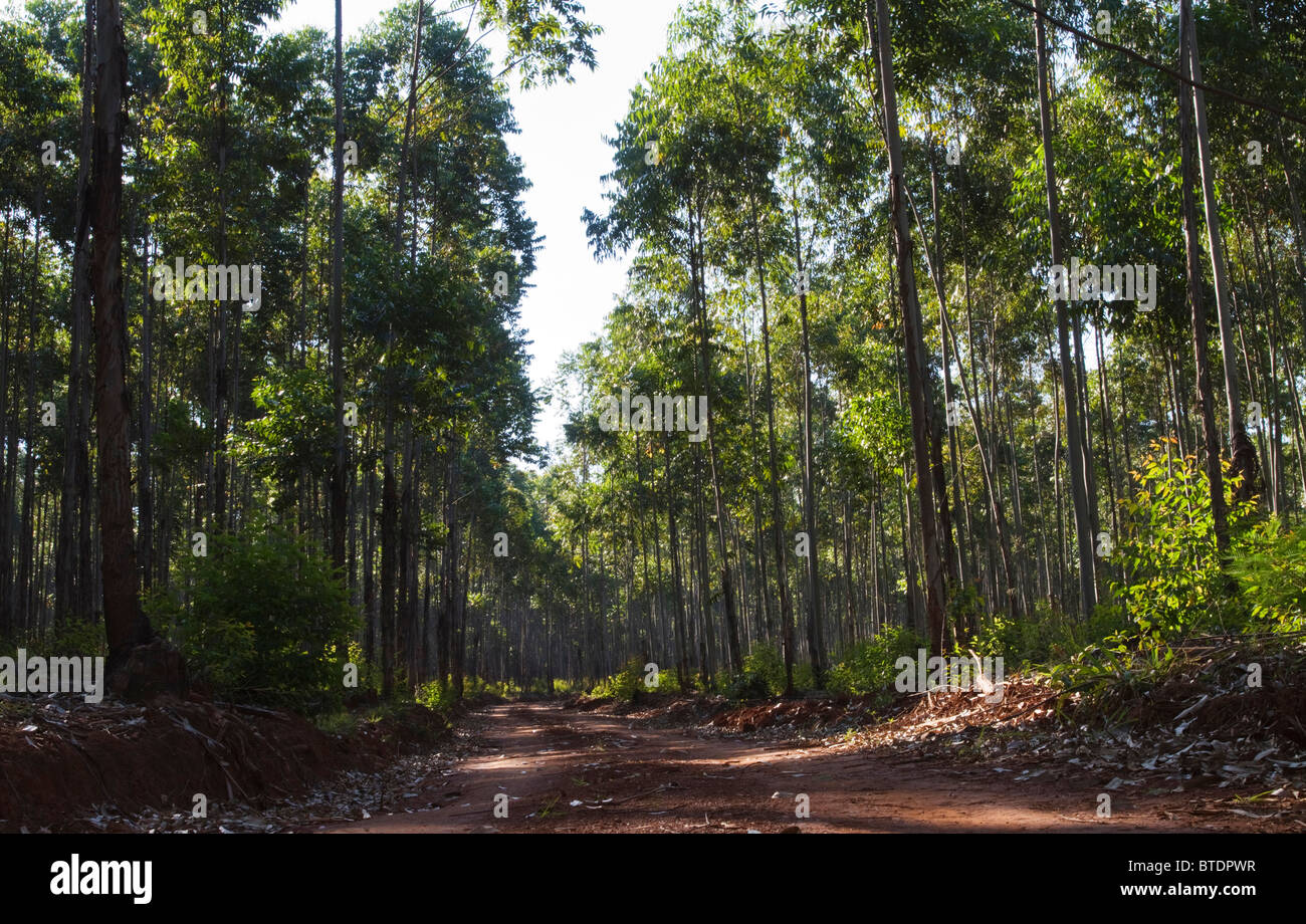 A road through a Gum tree plantation Stock Photo