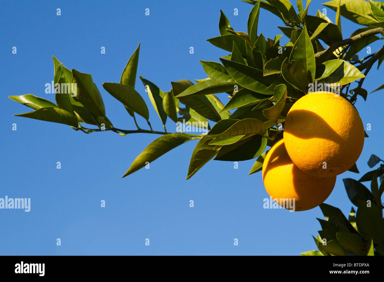 Oranges (Citrus sinensis) hanging from a branch Stock Photo