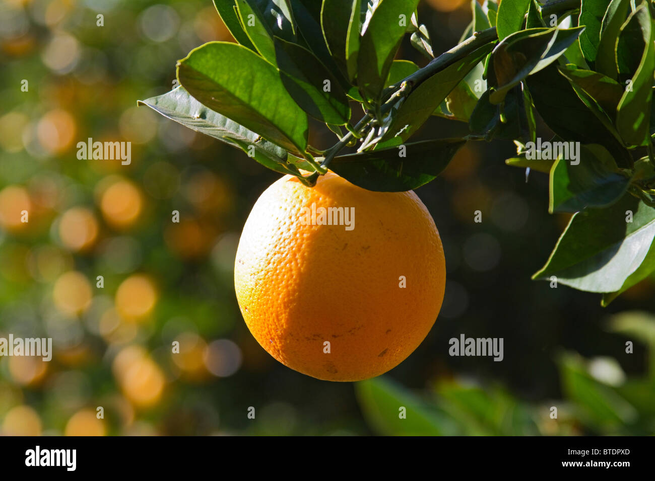 Orange (Citrus sinensis) hanging from a branch Stock Photo