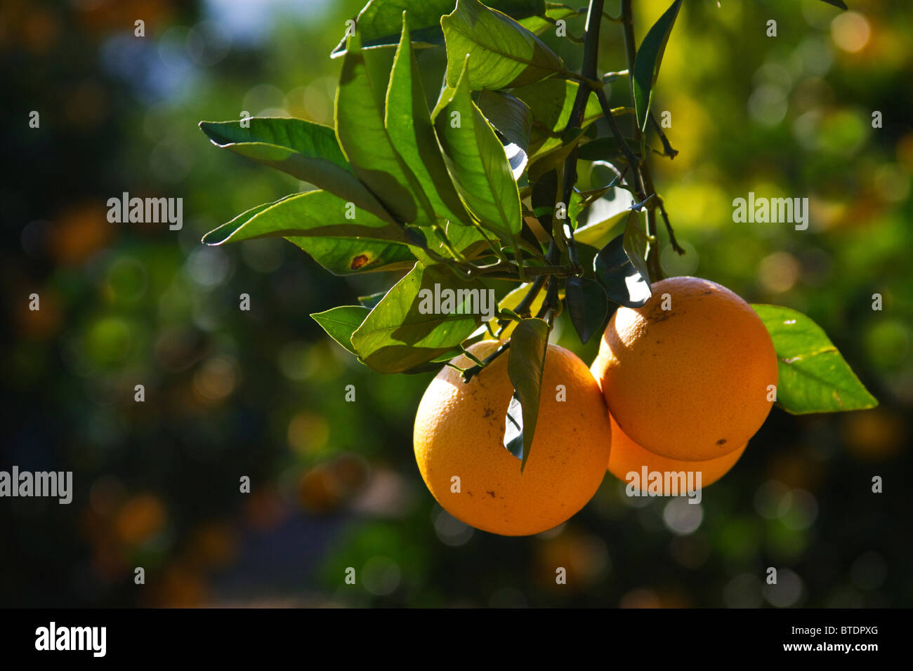 Oranges (Citrus sinensis) hanging from a branch Stock Photo