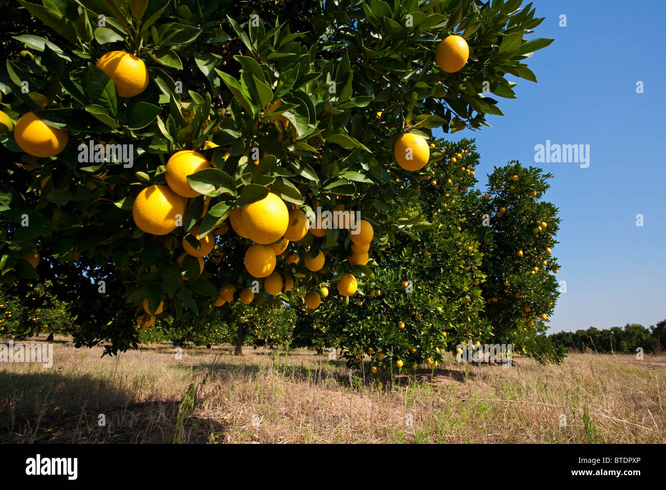 Oranges (Citrus sinensis) hanging from branches Stock Photo