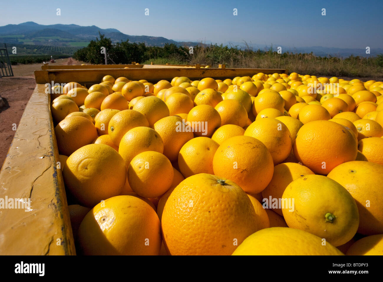 Oranges in a harvesting trailer being transported to a packing shed Stock Photo