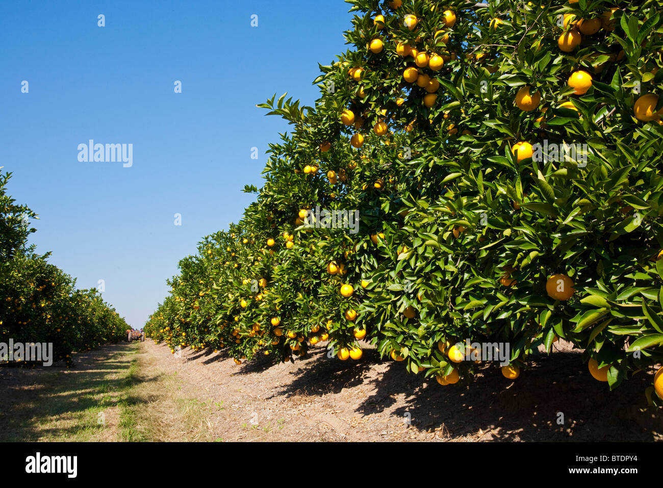 Citrus orchard with ripening oranges Stock Photo