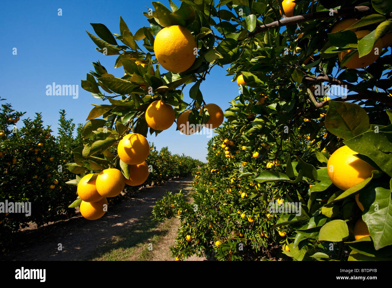 Oranges (Citrus sinensis) hanging from a branch Stock Photo