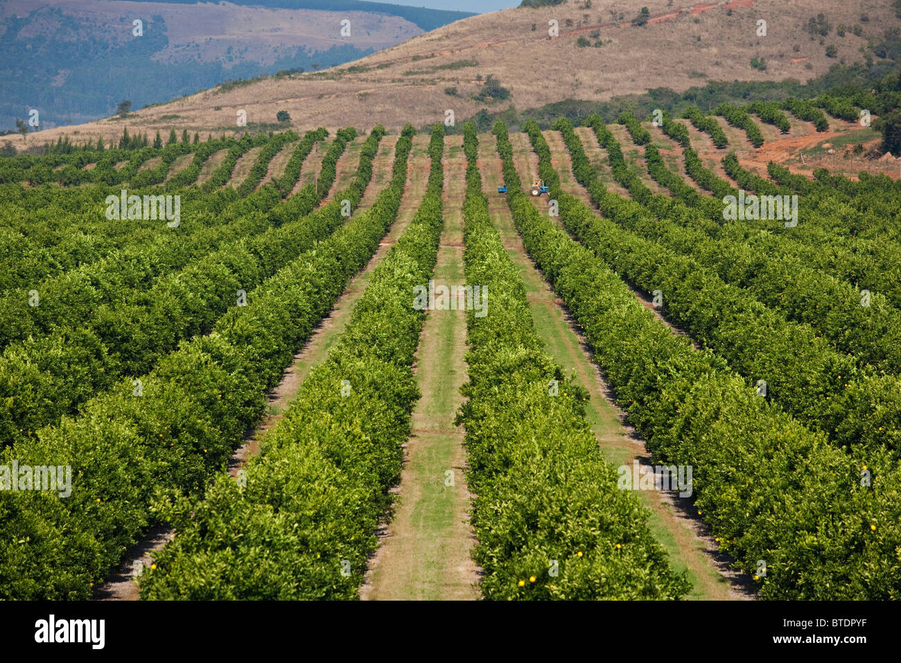 Rows of trees in a Citrus orchard Stock Photo