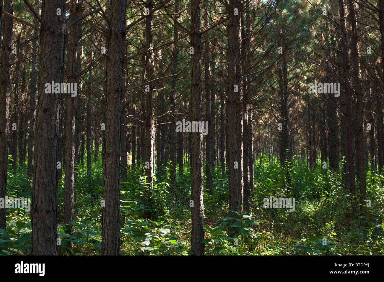 Pine trees with sunlight filtering through Stock Photo