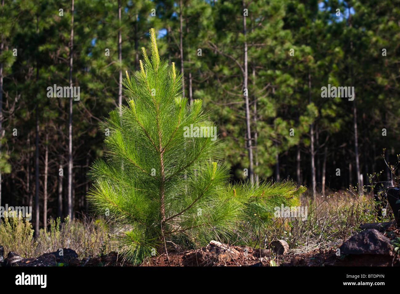 A sapling pine tree Stock Photo Alamy