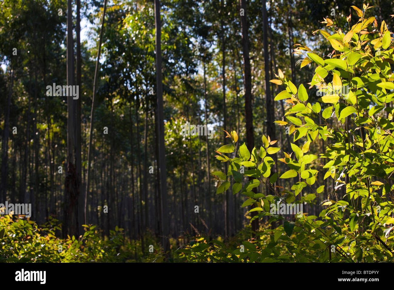 A green leafy bush with gum trees in the background Stock Photo
