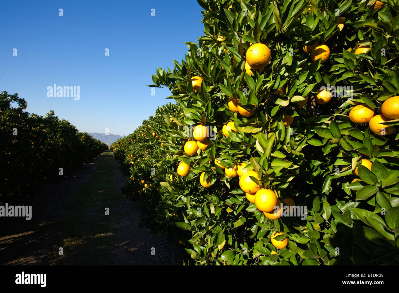 Scenic view of a citrus orchard Stock Photo