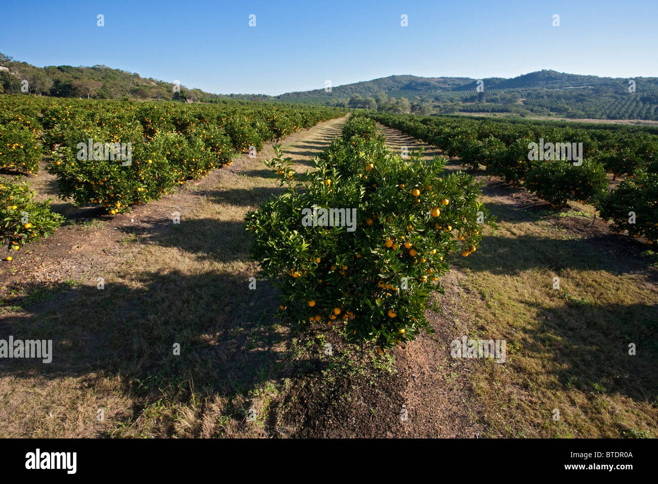 Scenic view of a citrus orchard Stock Photo